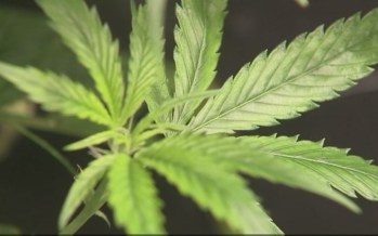 Amendment 2 defeated; voters reject medical marijuana