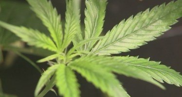 Amendment 2 defeated; voters reject medical marijuana