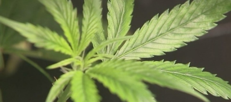 Amendment 2 defeated; voters reject medical marijuana